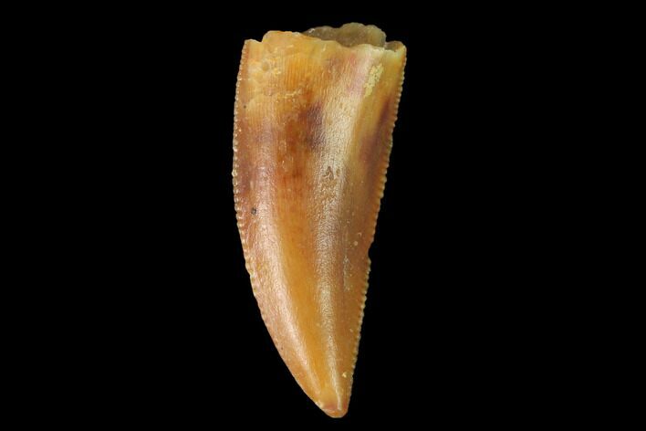 Serrated, Raptor Tooth - Real Dinosaur Tooth #142592
